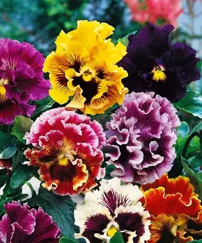 Виола Германия Цветной набор