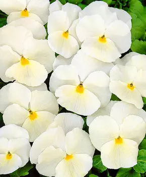 Виола Кристалл Белый