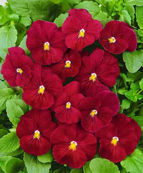 Виола Кристалл Красный