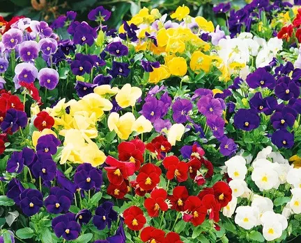 Виола Кристалл Яркий набор