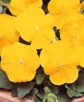 Виола Матрица Жёлтая