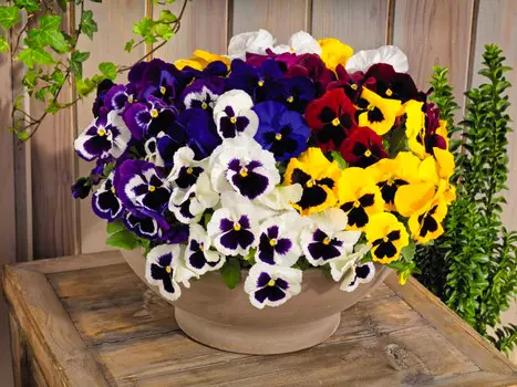 Виола Ненаглядная Цветной набор