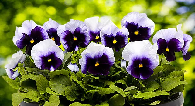 Виола Панола Светлячок