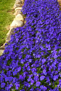 Виола рогатая Квиктайм синяя