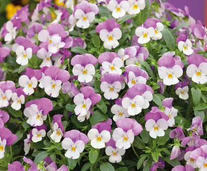 Виола Розовые крылья