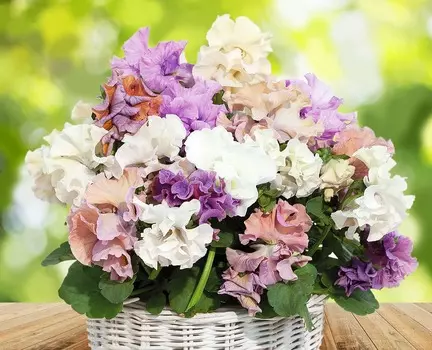 Виола Сладкий горошек набор