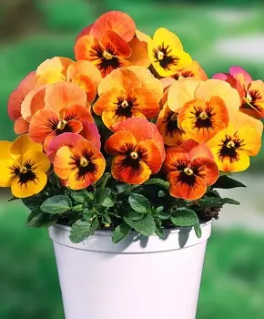 Виола Ящик Пандоры