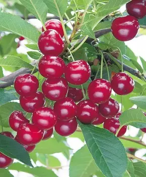 Вишня Ашинская