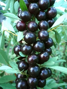 Вишня бессея Акварель чёрная