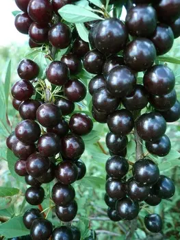 Вишня бессея Бриз