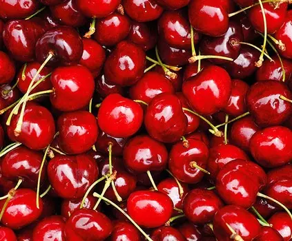 Вишня Бирюсинка