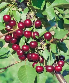 Вишня Брусницына