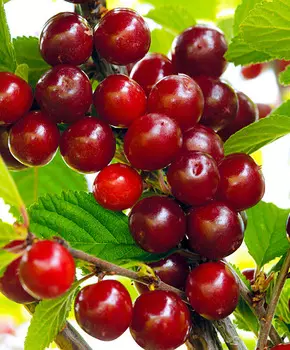 Вишня Царевна