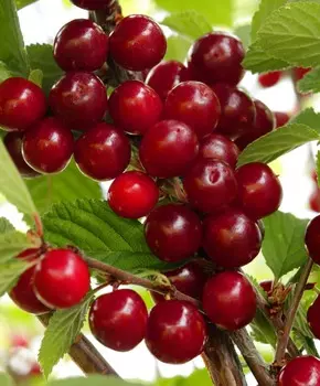 Вишня Царевна