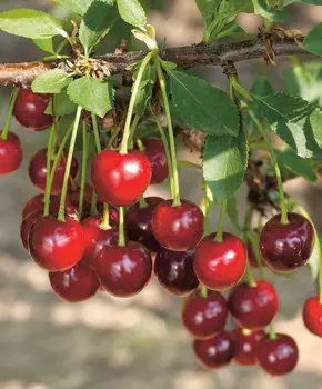 Вишня Изобильная