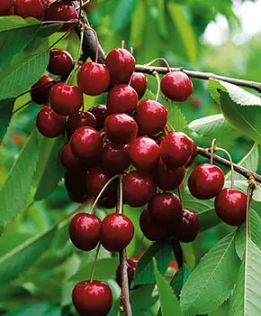 Вишня Изобильная