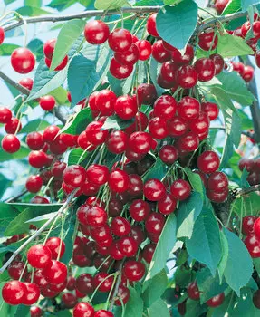 Вишня кустарниковая Щедрая