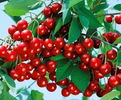 Вишня кустарниковая Уральская рубиновая