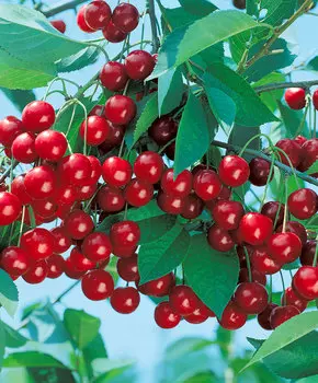 Вишня кустарниковая Уральская рубиновая