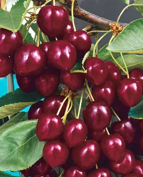 Вишня Лебедянская