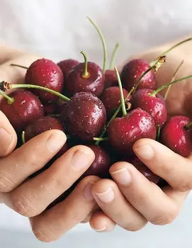 Вишня Морозовка