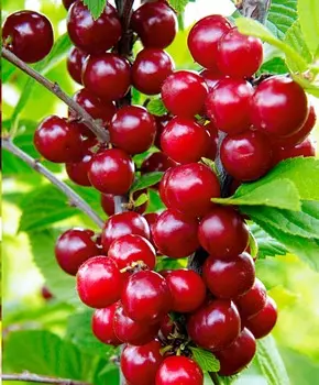 Вишня Натали