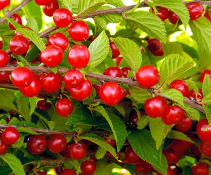 Вишня Осенняя Вировская