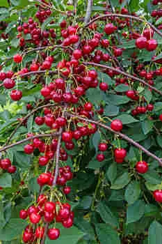 Вишня Памяти Еникеева