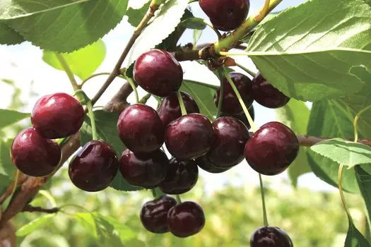 Вишня Шоколадница