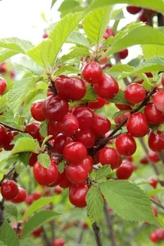 Вишня войлочная Смуглянка