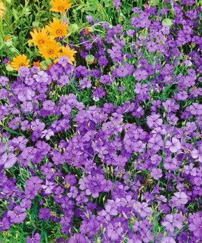 Вискария Голубой ангел