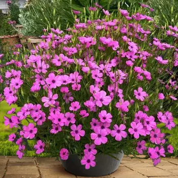 Вискария Розовый ангел