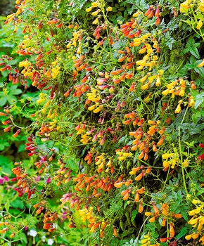 Вислоплодник Тропические краски набор