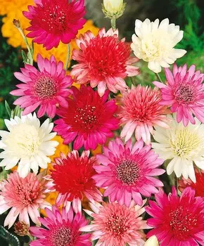 Ксерантемум Зимняя сказка набор