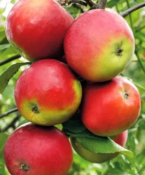 Яблоня Анис Свердловский