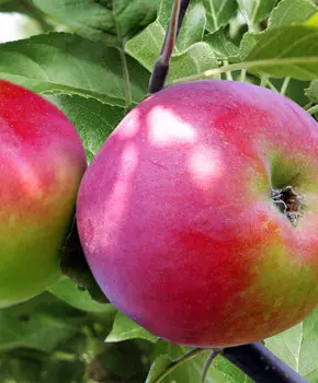 Яблоня Анис Свердловский