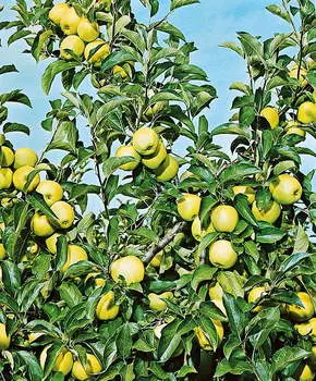 Яблоня Антоновка