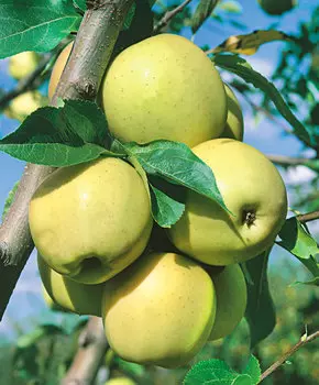 Яблоня Антоновка