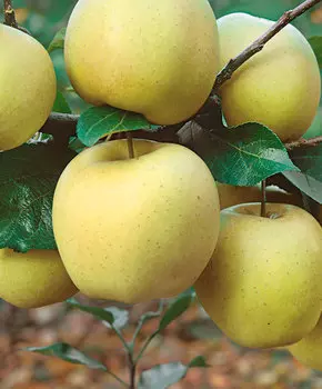 Яблоня Белый налив