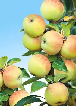 Яблоня Богатырь