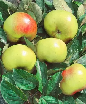 Яблоня Брат Чудного