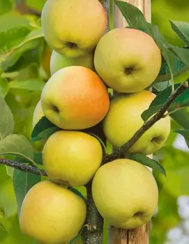 Яблоня Диалог