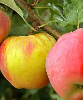 Яблоня Горный Синап