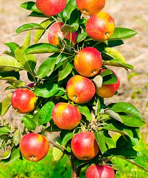 Яблоня Московское ожерелье