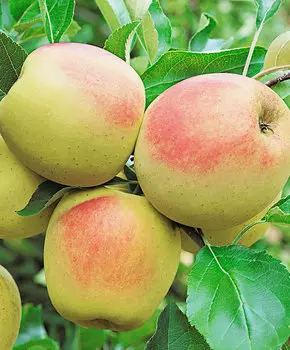 Яблоня Осеннее низкорослое