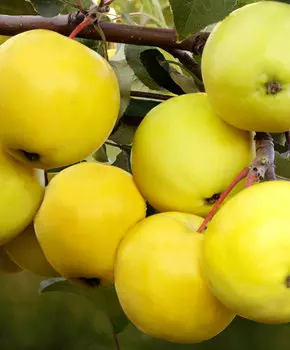 Яблоня Папироянтарное