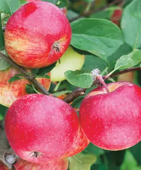 Яблоня Шушенское