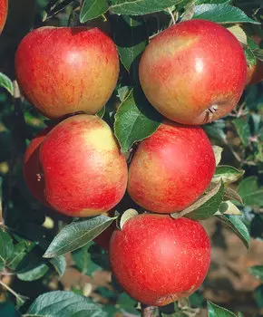 Яблоня Сладкая нега