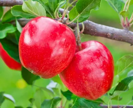 Яблоня Смугляночка