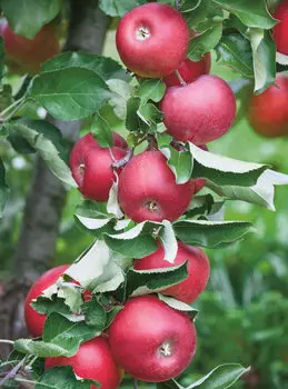 Яблоня Созвездие